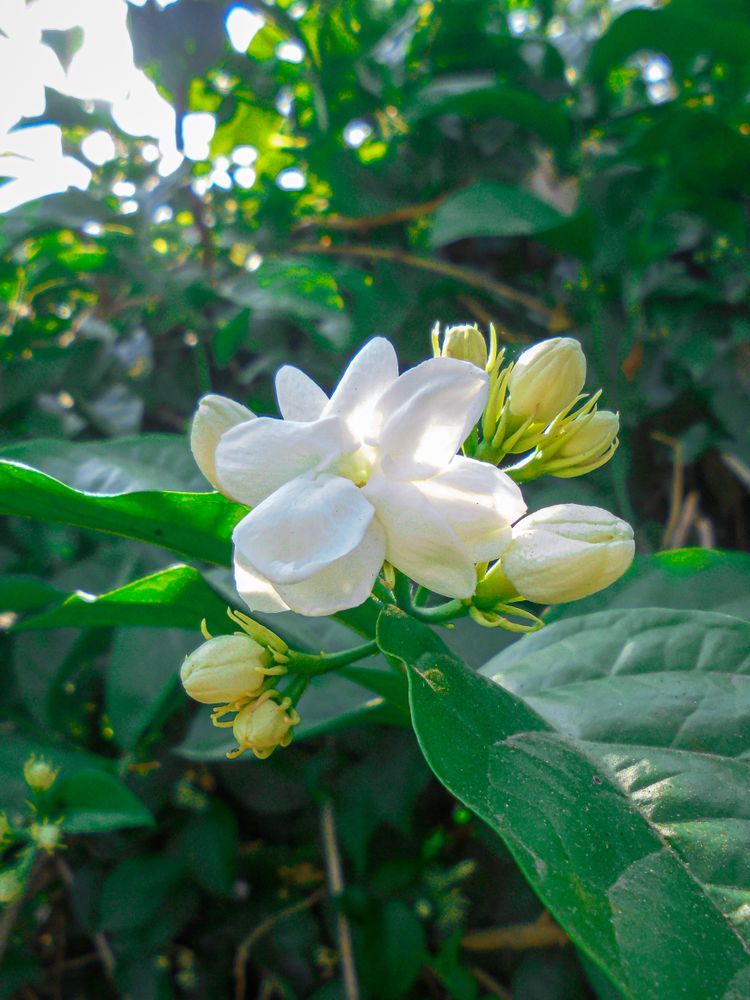 Jasmine flowers