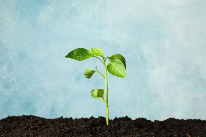 Seedling in soil against light background, space for text. Environmental protection