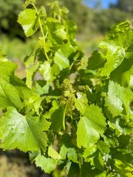 Mourvedre grapes in Côtes De Provence, France