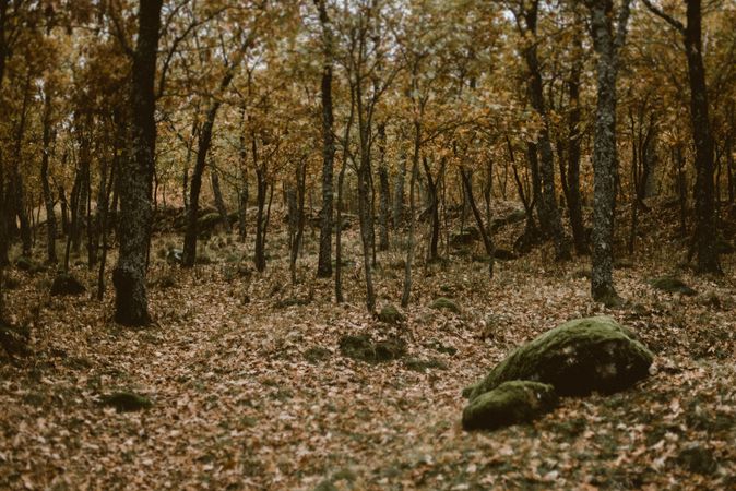 Beautiful deciduous forest in autumn