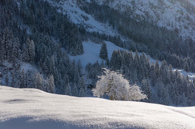Beautiful winter scenery with deep snow on a sunny day in December, in the Bavarian Alps