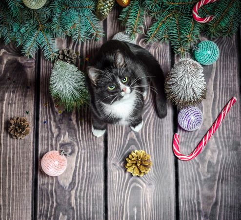 Cat beside Christmas tree