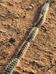 Thaumetopoea pityocampa is a caterpillar with stinging hairs that lives on pine trees