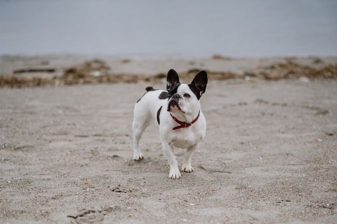 Cute dog near sea