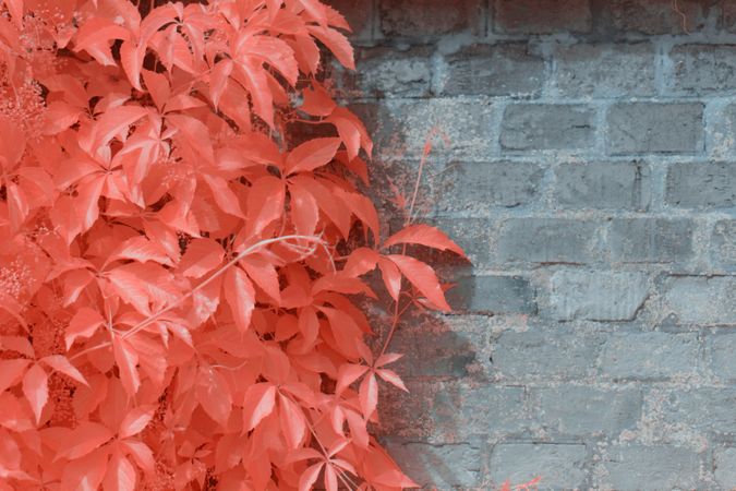 Infrared trees near suburban Stone fence