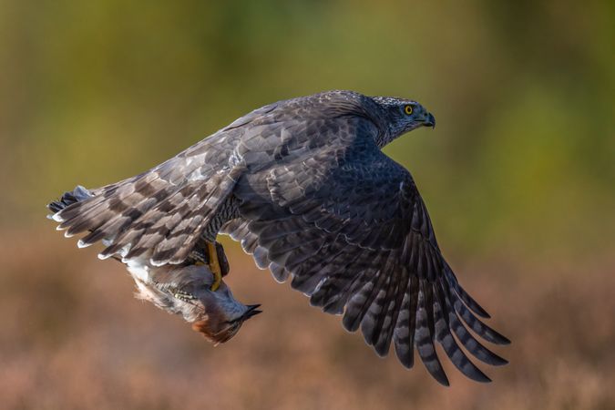 Gray falcon flying