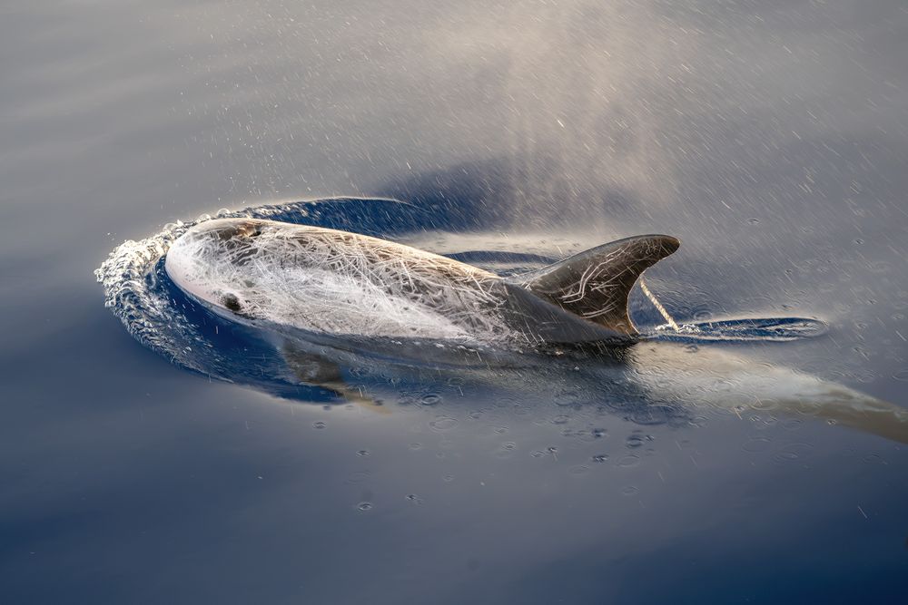 Risso's dolphin at sunset