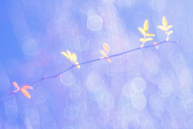 Tender dry leaves in blue light effect