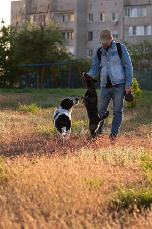 Man with dogs playing in grassy field at sunset.