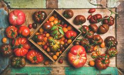 Assortment of different tomatoes in square box, on green trimmed wooden table