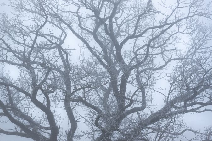 Winter leafless tree in a dense mist
