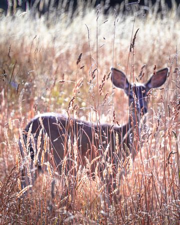 Side view of deer in long grass field, vertical composition
