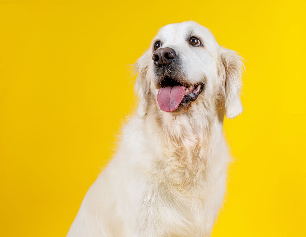 friendly dog with tongue hanging out