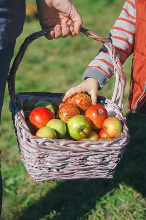 Little girl hand picking a fresh organic apple from wicker basket
