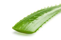 Aloe vera fresh leaf isolated on blank background, closeup. Treatment plant