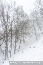Wintry barren forest on snowy day in Caucasus mountains bxWon4