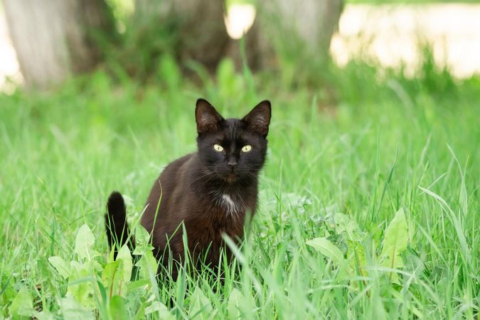 Dark cat walking on green grass