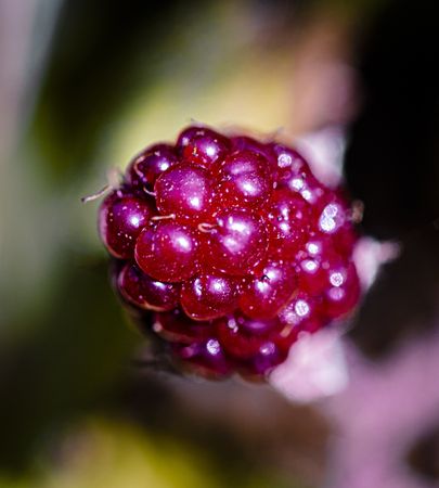 Close up of end of raspberry