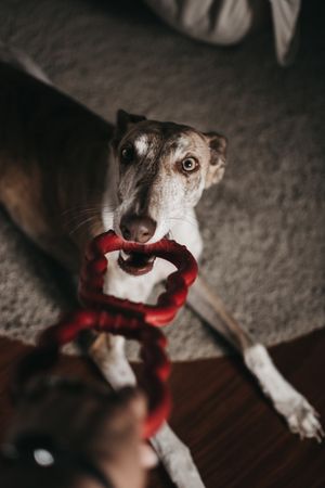 Dog playing with toy and owner