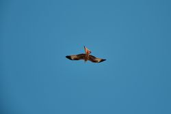 Bird flying in blue sky