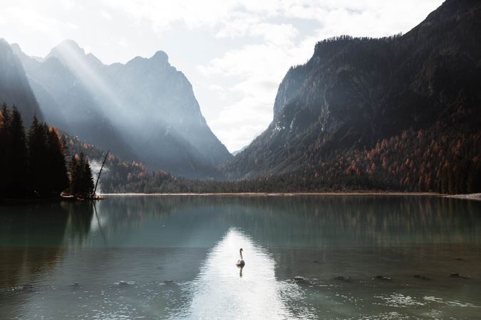 Swans in lake amidst beautiful forest and mountains