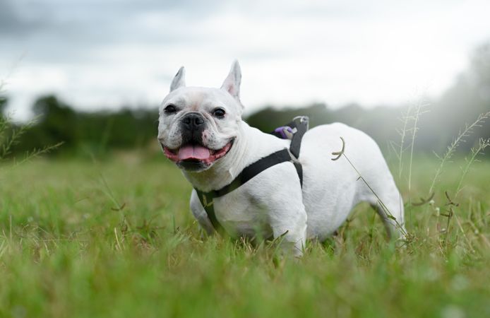 A French bulldog stands on an outdoor lawn looking at the camera.