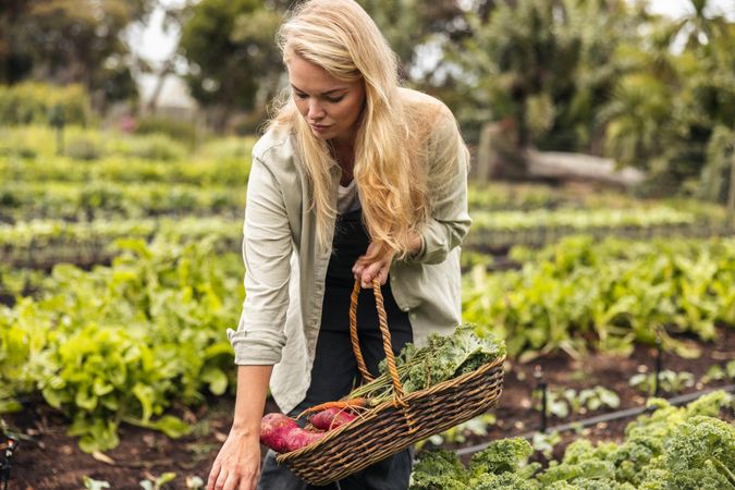 Woman gathering fresh produce into a basket in a vegetable garden
