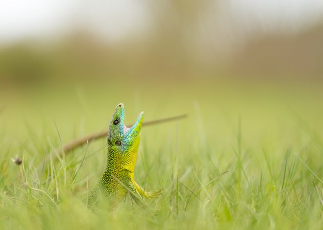 Green lizard sitting in grass