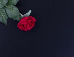 Overhead view of a single red rose on stone background