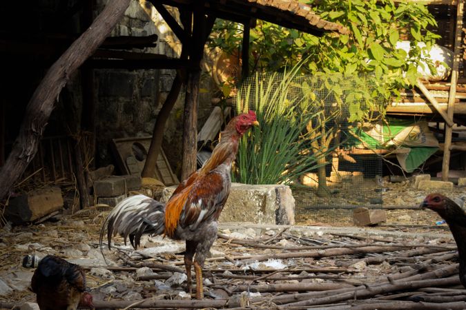 Side view of rooster standing outside