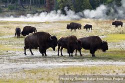 Family of buffalo in Yellowstone Park 5w1Jvb