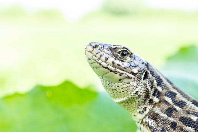 Lacertids in close-up on green grass