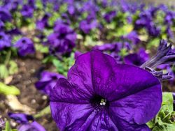 Field of many violet flowers 
