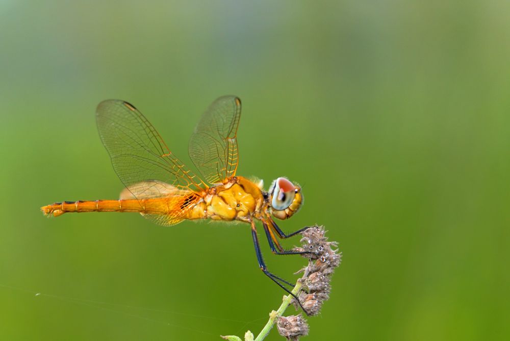 photo macro of dragonfly