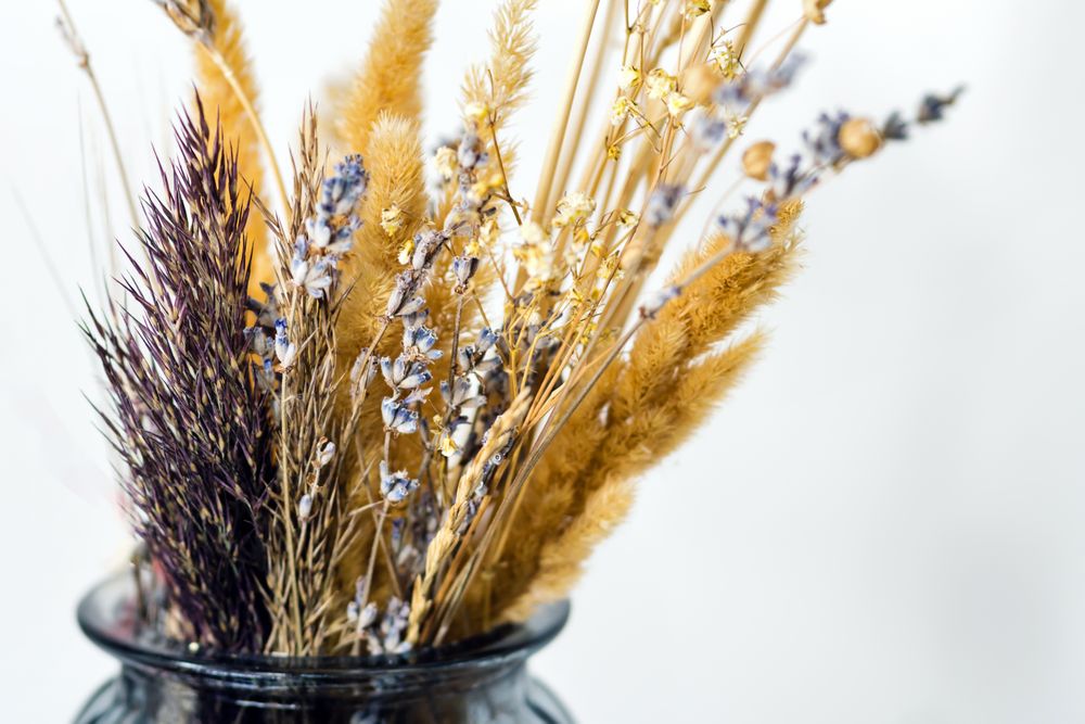 Dried flowers, still life for drawing.
