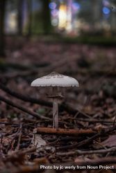 Single mushroom emerging from forest floor bEdoV4