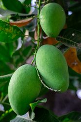 Three green mangoes hanging from a tree
