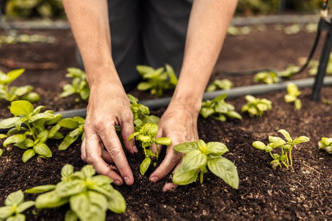 Female farmer's hands planting a seedling into the ground