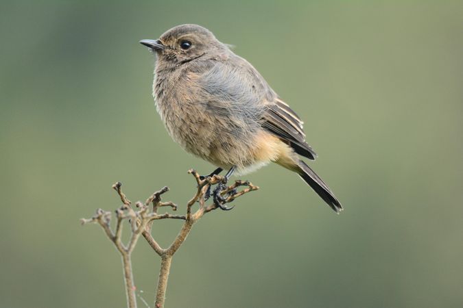 Common redstart on brown tree branch