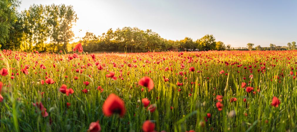 Banner of beautiful park with trees and poppies