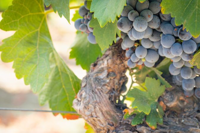 Vineyard with Lush, Ripe Wine Grapes on the Vine Ready for Harvest