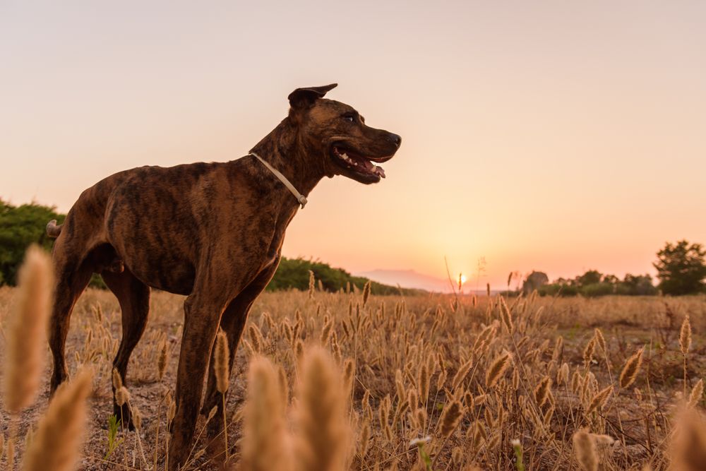 Dog running free off lead on field