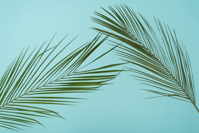 Tropical green leaves on baby blue background