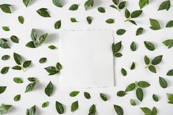 Green leaves on light  background with paper card