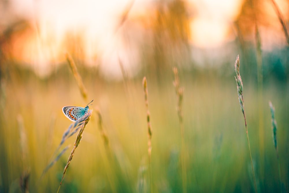 Colorful moth in field on tall grass