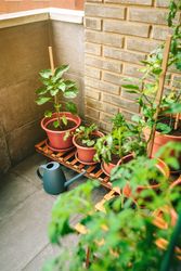 Vegetable garden on balcony of apartment with plants growing on ceramic pots