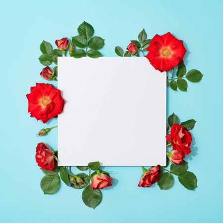 Red roses on pastel blue background with paper card