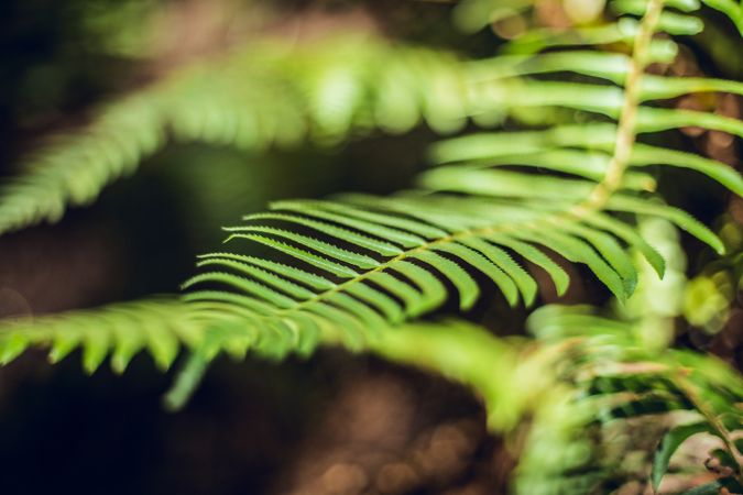 Green leaves of fern