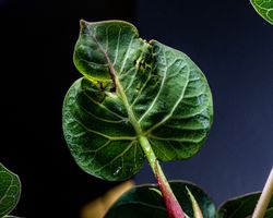 Fig leaf close up