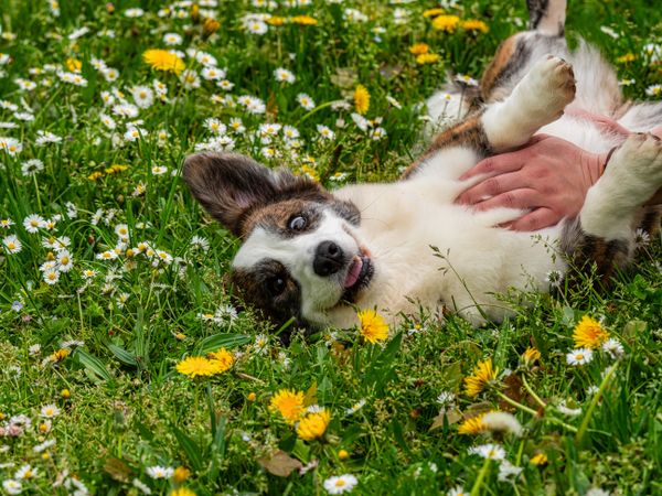 Funny corgi playing on a sunny lawn